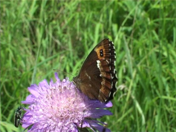 Weißbindiger Mohrenfalter ( Erebia ligea ), Flügelunterseite : Nettersheim/Urfttal, Eifel, 14.07.2007